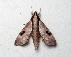 Enpinanga borneensis