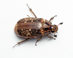 Carlschoenherria argus