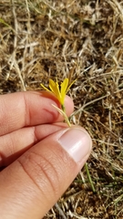 Narcissus cavanillesii