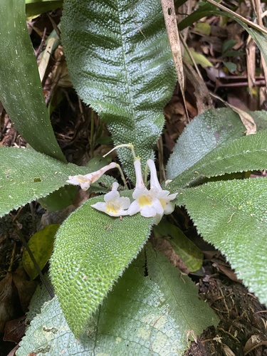 Codonoboea crinita observed 2021-03-21