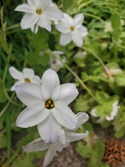 Ipheion