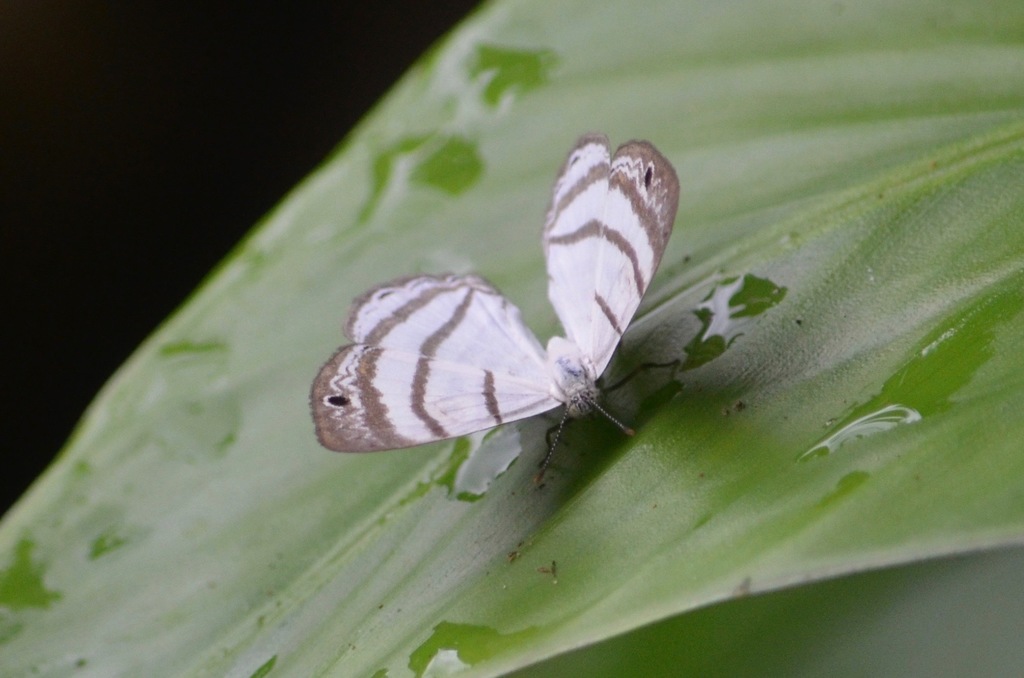 Leucochimona molina