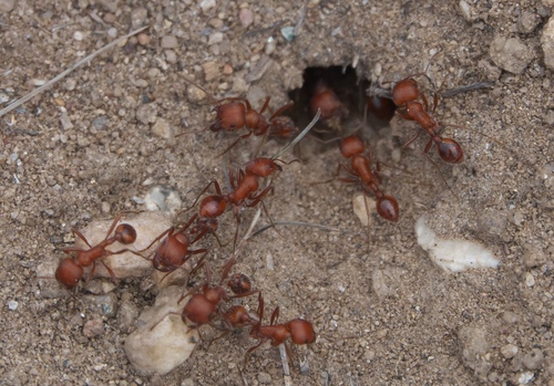 Maricopa Harvester Ant