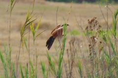 Centropus senegalensis