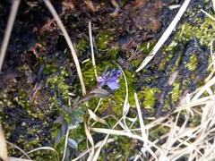 Polygala serpyllifolia