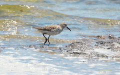 Calidris fuscicollis × calidris alpina