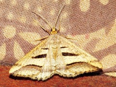 Chiasmia subcurvaria