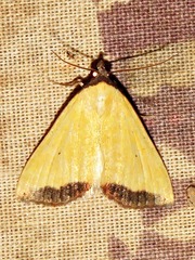 Phytometra subflavalis