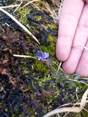 Polygala serpyllifolia