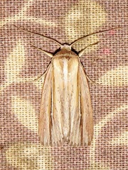 Mythimna sarca