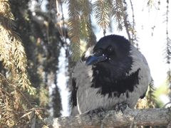Corvus cornix