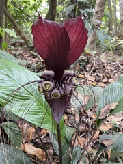 Tacca integrifolia