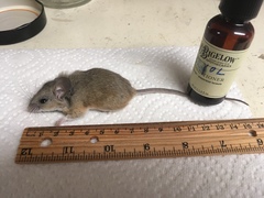 Peromyscus eremicus