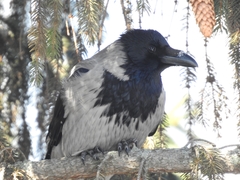 Corvus cornix