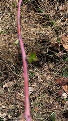 Rubus occidentalis