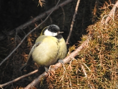 Parus major
