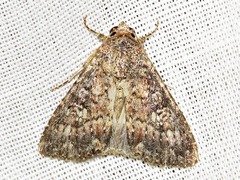 Condica capensis