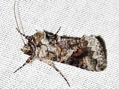 Ctenoplusia molybdina