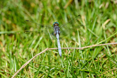 Orthetrum chrysostigma