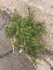 Oncosiphon pilulifer