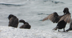Phalacrocorax neglectus
