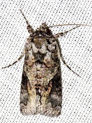 Ctenoplusia molybdina