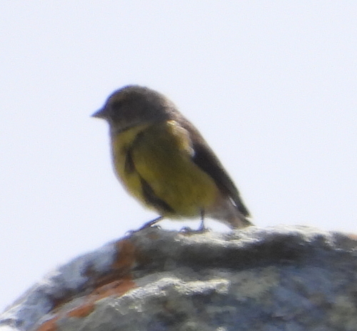 Cape Siskin (Crithagra totta), photo 4