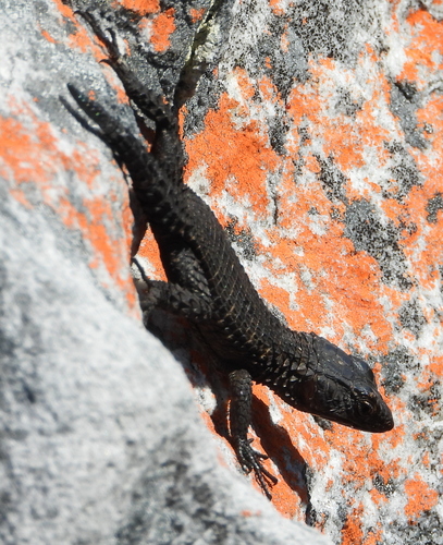 Black Girdled Lizard
