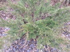 Juniperus × ambigens