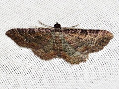 Horisme punctiscripta