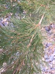 Juniperus × ambigens