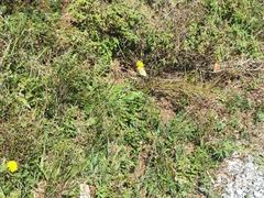 Gonepteryx cleopatra