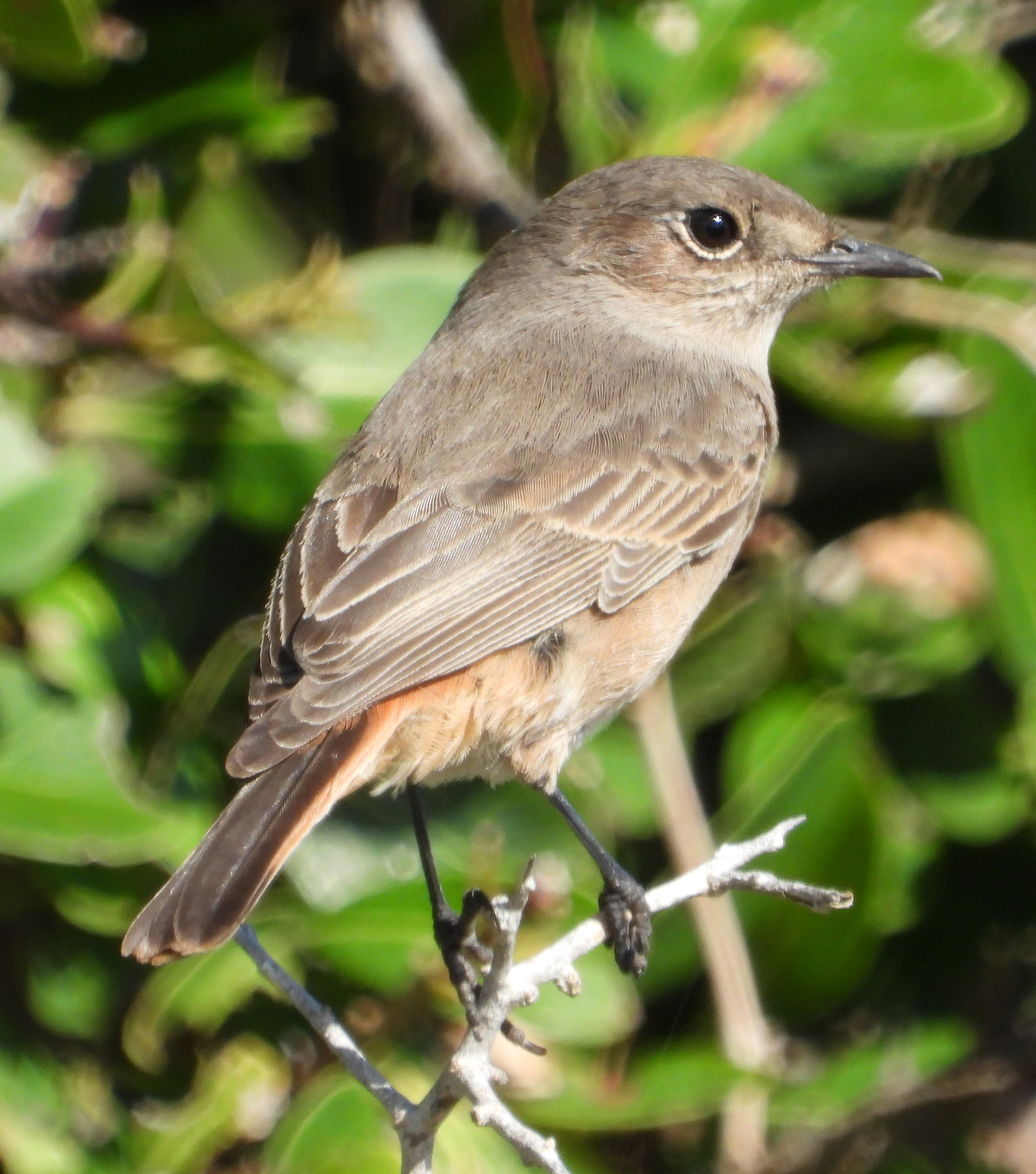 Familiar Chat (Oenanthe familiaris)