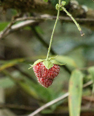 Rubus roseus