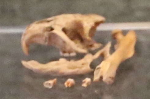 Galápagos Giant Rat (Megaoryzomys curioi) — Extinct Mammalia