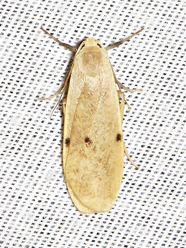 Cragia distigmata