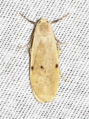 Cragia distigmata