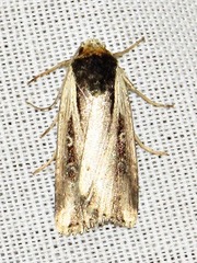 Axylia annularis