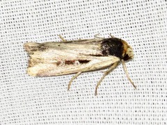 Axylia annularis