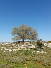 Quercus ithaburensis macrolepis