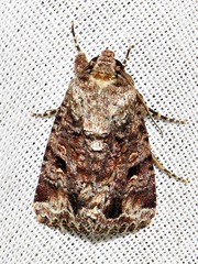 Spodoptera triturata