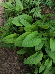 Bistorta officinalis