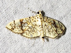 Haritalodes polycymalis