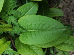 Bistorta officinalis