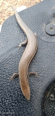 Marisora lineola