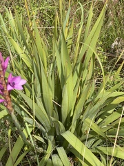 Watsonia pulchra