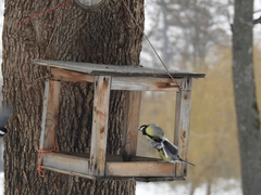 Parus major