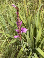 Watsonia pulchra