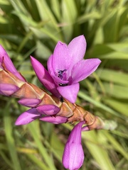 Watsonia pulchra