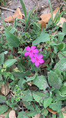 Phlox drummondii